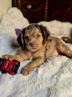 Cindy, a female Cocker Spaniel for sale in Hardy, AR – 7 of 9