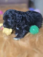Ebony , a female Cocker Spaniel for sale in Hardy, AR – 9 of 10