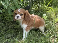 Lizzy, a female Cavalier King Charles Spaniel for sale in Hardy, AR – 5 of 5