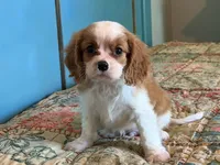 Benson, a male Cavalier King Charles Spaniel for sale in Hardy, AR – 2 of 5