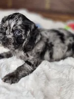 Laddy, a male Cocker Spaniel for sale in Hardy, AR – 7 of 9