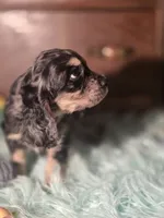 Marshall, a male Cocker Spaniel for sale in Hardy, AR – 9 of 10