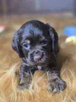 Akria, a female Cocker Spaniel for sale in Hardy, AR – 3 of 10
