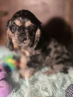 Sassy, a male Cocker Spaniel for sale in Hardy, AR – 2 of 10