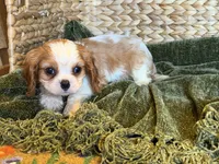 Maggie, a female Cavalier King Charles Spaniel for sale in Hardy, AR – 4 of 7