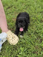 Ebony , a female Cocker Spaniel for sale in Hardy, AR – 1 of 10
