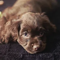 Nova, a female Cocker Spaniel for sale in Hardy, AR – Photo 2 of 9