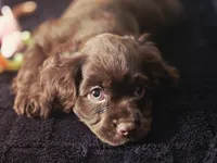 processed/90cf4e8e-6c9a-416f-af77-f1ec7d19d841/listing/3040e00f-7c8d-4013-ae16-0440f53a30c1/0bf8bf9a-3874-4012-add9-3b963b75ddcd