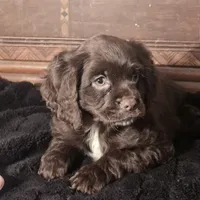 Nova, a female Cocker Spaniel for sale in Hardy, AR – Photo 1 of 9