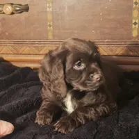 Nova, a female Cocker Spaniel for sale in Hardy, AR – Photo 3 of 9