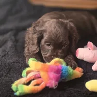 Nova, a female Cocker Spaniel for sale in Hardy, AR – Photo 7 of 9