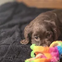 Nova, a female Cocker Spaniel for sale in Hardy, AR – Photo 8 of 9