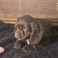 Nova, a female Cocker Spaniel for sale in Hardy, AR – Photo 4 of 9