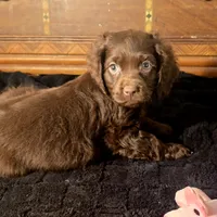 Nova, a female Cocker Spaniel for sale in Hardy, AR – Photo 9 of 9