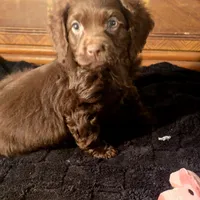 Nova, a female Cocker Spaniel for sale in Hardy, AR – Photo 6 of 9