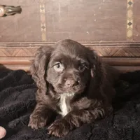 Nova, a female Cocker Spaniel for sale in Hardy, AR – Photo 5 of 9