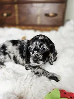 Mandy, a female Cocker Spaniel for sale in Hardy, AR – 10 of 10