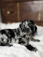 Laddy, a male Cocker Spaniel for sale in Hardy, AR – 6 of 9