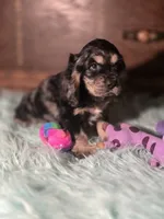 Sassy, a male Cocker Spaniel for sale in Hardy, AR – 5 of 10
