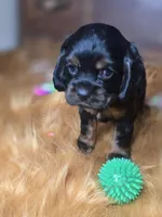 Midnight , a male Cocker Spaniel for sale in Hardy, AR – 4 of 10