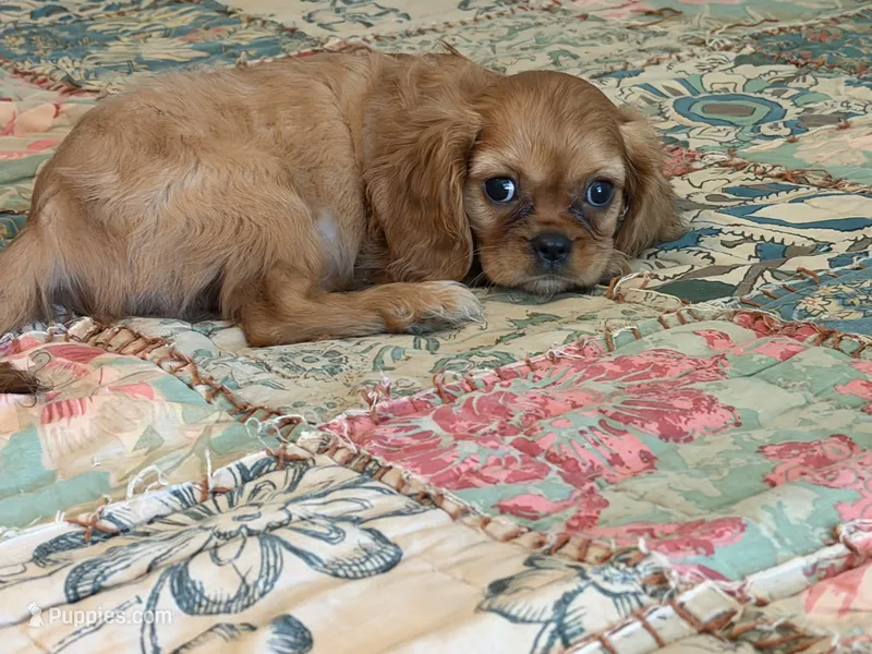 Spring – Cavalier King Charles Spaniel puppy for sale in Hardy, AR