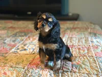 Sylvie, a female Cavalier King Charles Spaniel for sale in Hardy, AR – 2 of 5