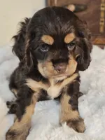 Cocoa, a female Cocker Spaniel for sale in Hardy, AR – 5 of 9
