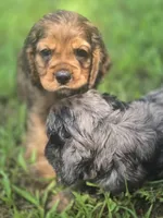 Alley, a female Cocker Spaniel for sale in Hardy, AR – 10 of 10
