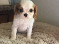 Emma, a female Cavalier King Charles Spaniel for sale in Hardy, AR – 4 of 5