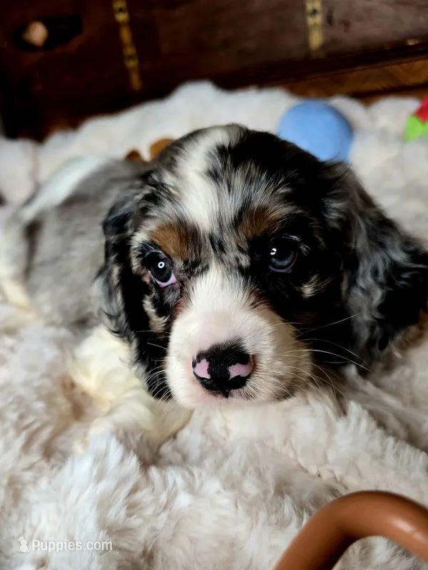 Cameron  – Cocker Spaniel puppy for sale in Hardy, AR
