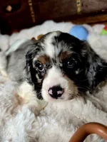 Cameron , a male Cocker Spaniel for sale in Hardy, AR – 1 of 9