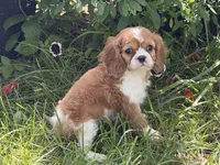 Lizzy, a female Cavalier King Charles Spaniel for sale in Hardy, AR – 4 of 5