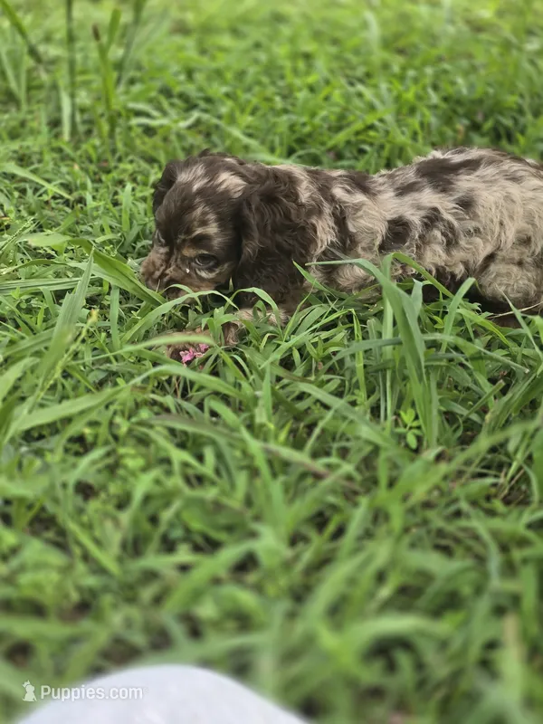 Mason – Cocker Spaniel puppy for sale in Hardy, AR