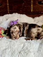 Octavia , a female Cocker Spaniel for sale in Hardy, AR – 2 of 8