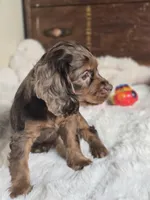 Moose Tracks, a male Cocker Spaniel for sale in Hardy, AR – 4 of 9