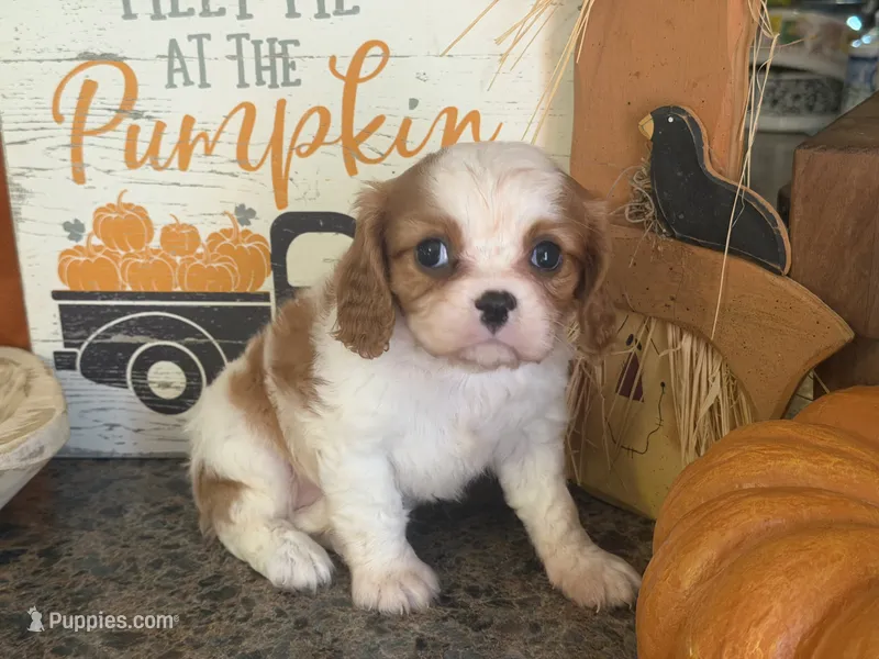 Paisley – Cavalier King Charles Spaniel puppy for sale in Hardy, AR