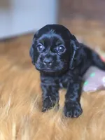 Cameron , a male Cocker Spaniel for sale in Hardy, AR – 2 of 10
