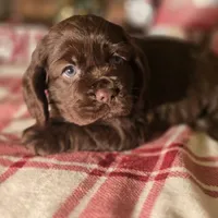 Macy, a female Cocker Spaniel for sale in Hardy, AR – Photo 8 of 8