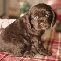 Macy, a female Cocker Spaniel for sale in Hardy, AR – Photo 2 of 8