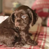 Macy, a female Cocker Spaniel for sale in Hardy, AR – Photo 6 of 8