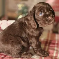 Macy, a female Cocker Spaniel for sale in Hardy, AR – Photo 5 of 8