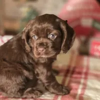 Macy, a female Cocker Spaniel for sale in Hardy, AR – Photo 4 of 8