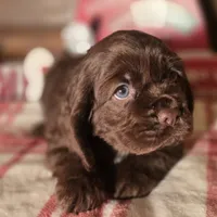 Macy, a female Cocker Spaniel for sale in Hardy, AR – Photo 7 of 8