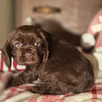 Macy, a female Cocker Spaniel for sale in Hardy, AR – Photo 3 of 8