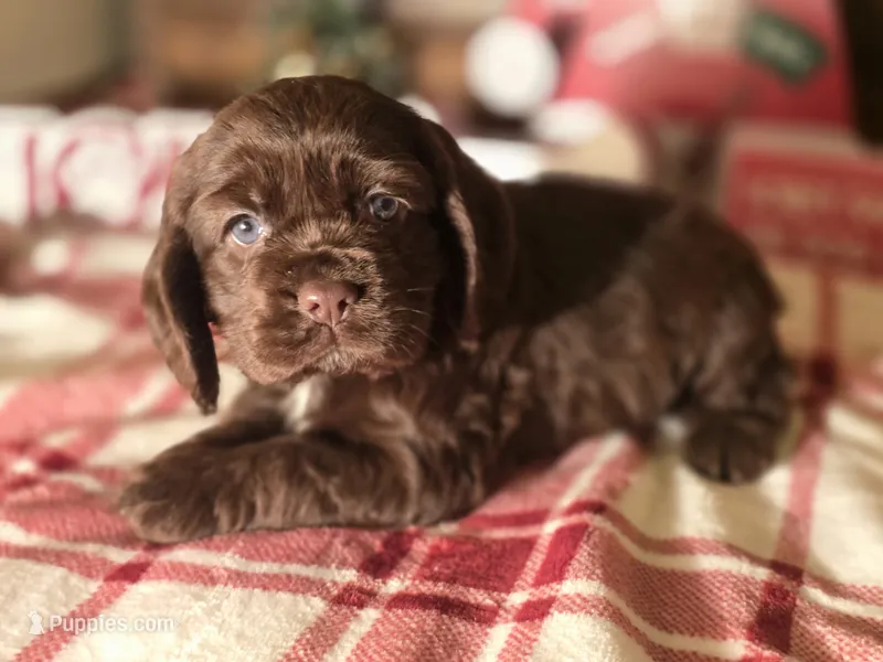 Macy – Cocker Spaniel puppy on hold in Hardy, AR