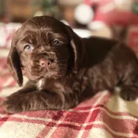 Macy, a female Cocker Spaniel for sale in Hardy, AR – Photo 1 of 8