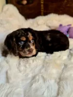 Pretty Boy, a male Cocker Spaniel for sale in Hardy, AR – 8 of 9