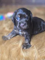 Akria, a female Cocker Spaniel for sale in Hardy, AR – 1 of 10