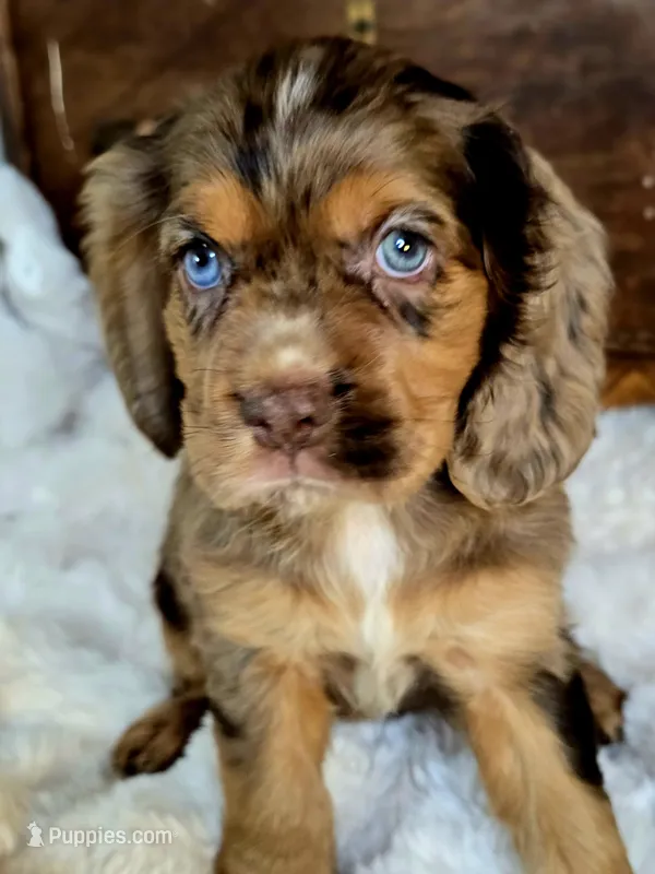 Heath – Cocker Spaniel puppy for sale in Hardy, AR