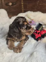 Pretty Boy, a male Cocker Spaniel for sale in Hardy, AR – 3 of 9